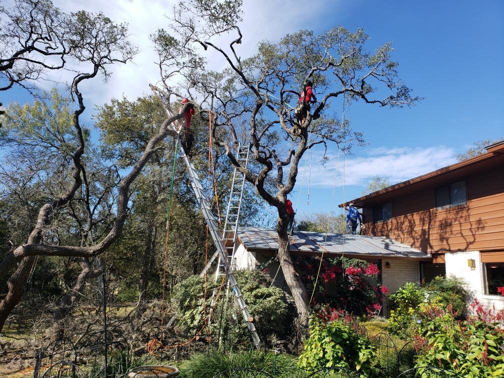 Business queued-photos - S.A. Total Tree Service