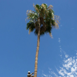 Business queued-photos - Alia’s Tree Services And Landscaping