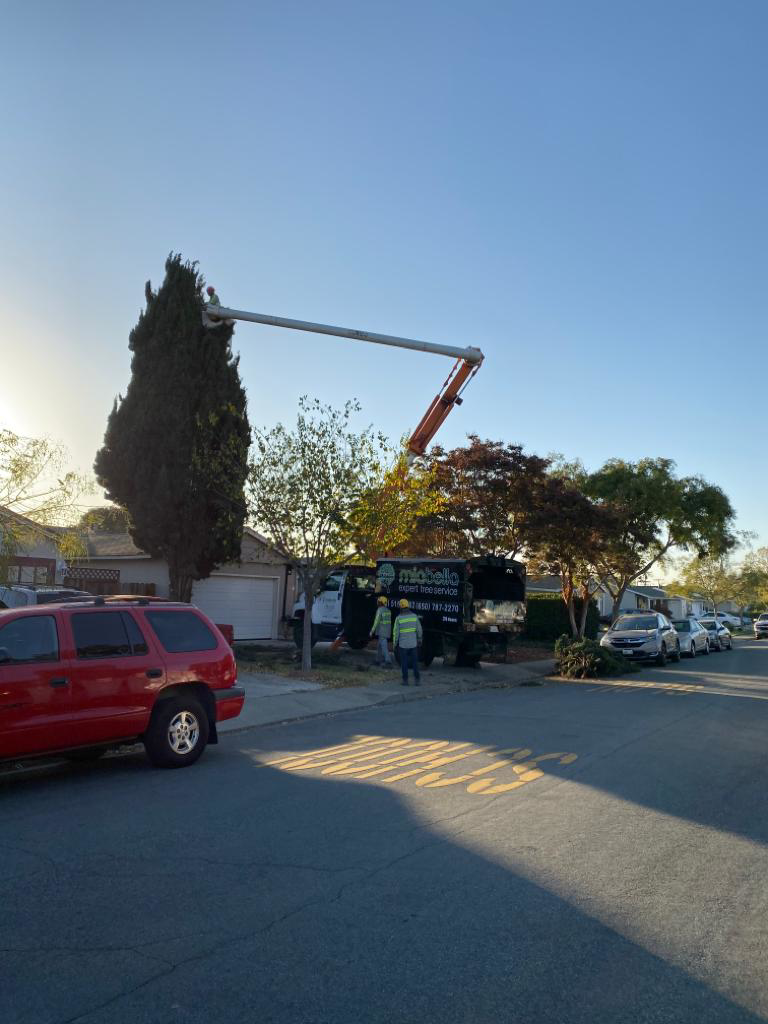 Business queued-photos - Miabella Experts Tree Services Inc