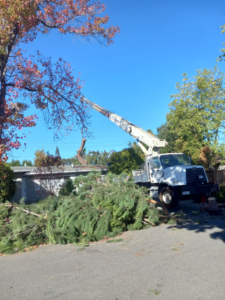 Business queued-photos - Miabella Experts Tree Services Inc