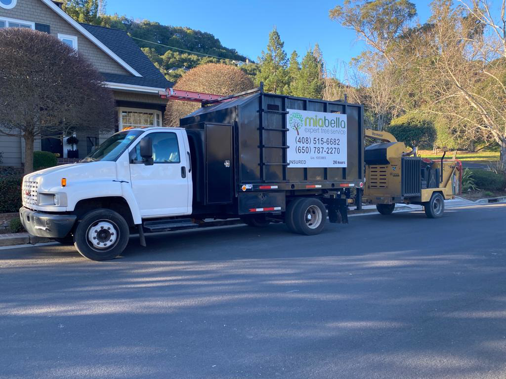 Business queued-photos - Miabella Experts Tree Services Inc