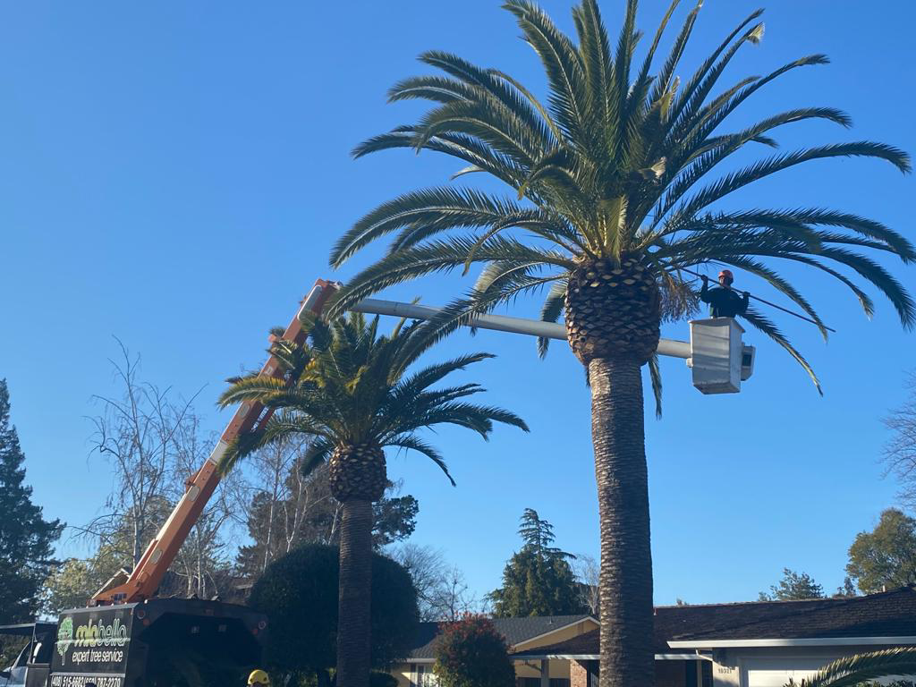 Business queued-photos - Miabella Experts Tree Services Inc