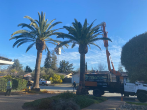 Business queued-photos - Miabella Experts Tree Services Inc