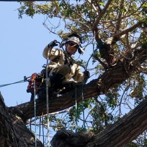 Business queued-photos - Roy L. Schwartz & Son Tree Service