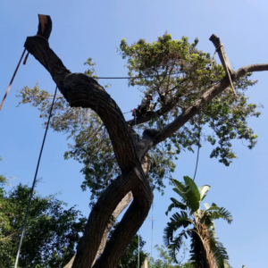 Business queued-photos - Roy L. Schwartz & Son Tree Service