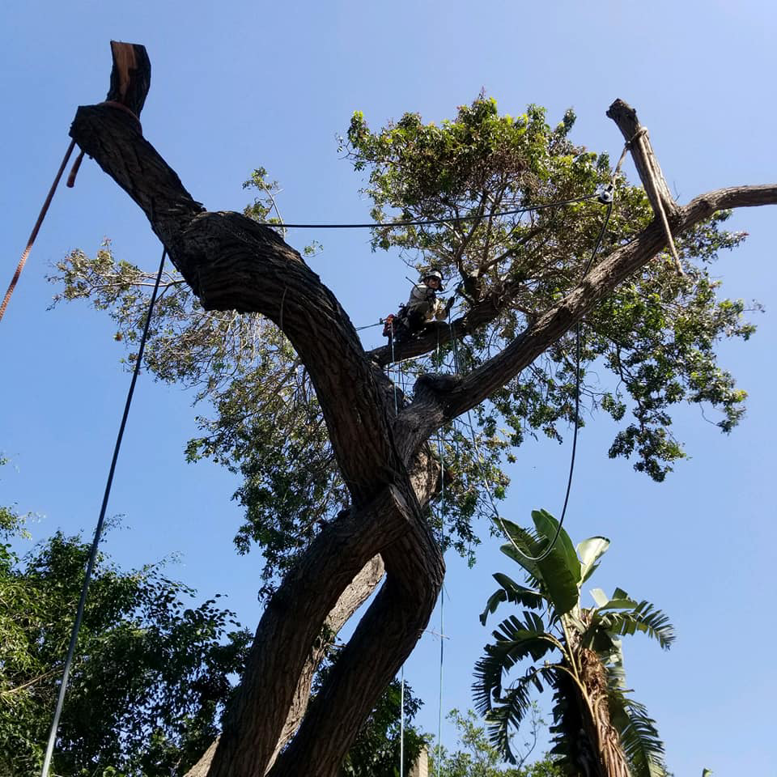 Business queued-photos - Roy L. Schwartz & Son Tree Service