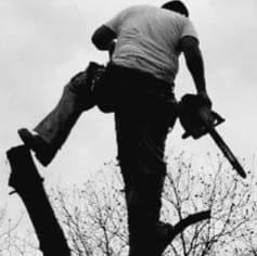 Business queued-photos - Mojo Tree and Lawn service