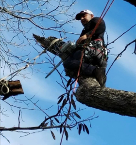 Business queued-photos - Mojo Tree and Lawn service