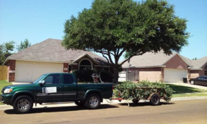 Business queued-photos - Mojo Tree and Lawn service