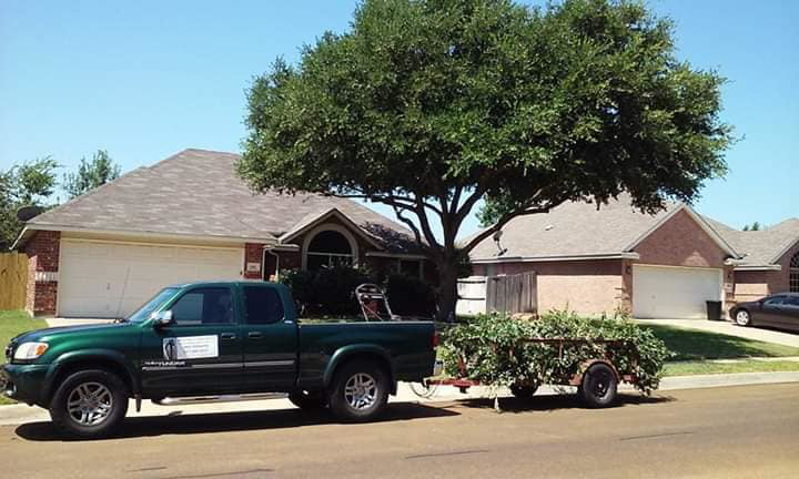Business queued-photos - Mojo Tree and Lawn service