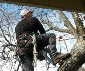 Business queued-photos - Mojo Tree and Lawn service
