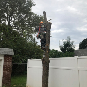 Business queued-photos - Progressive discount tree service