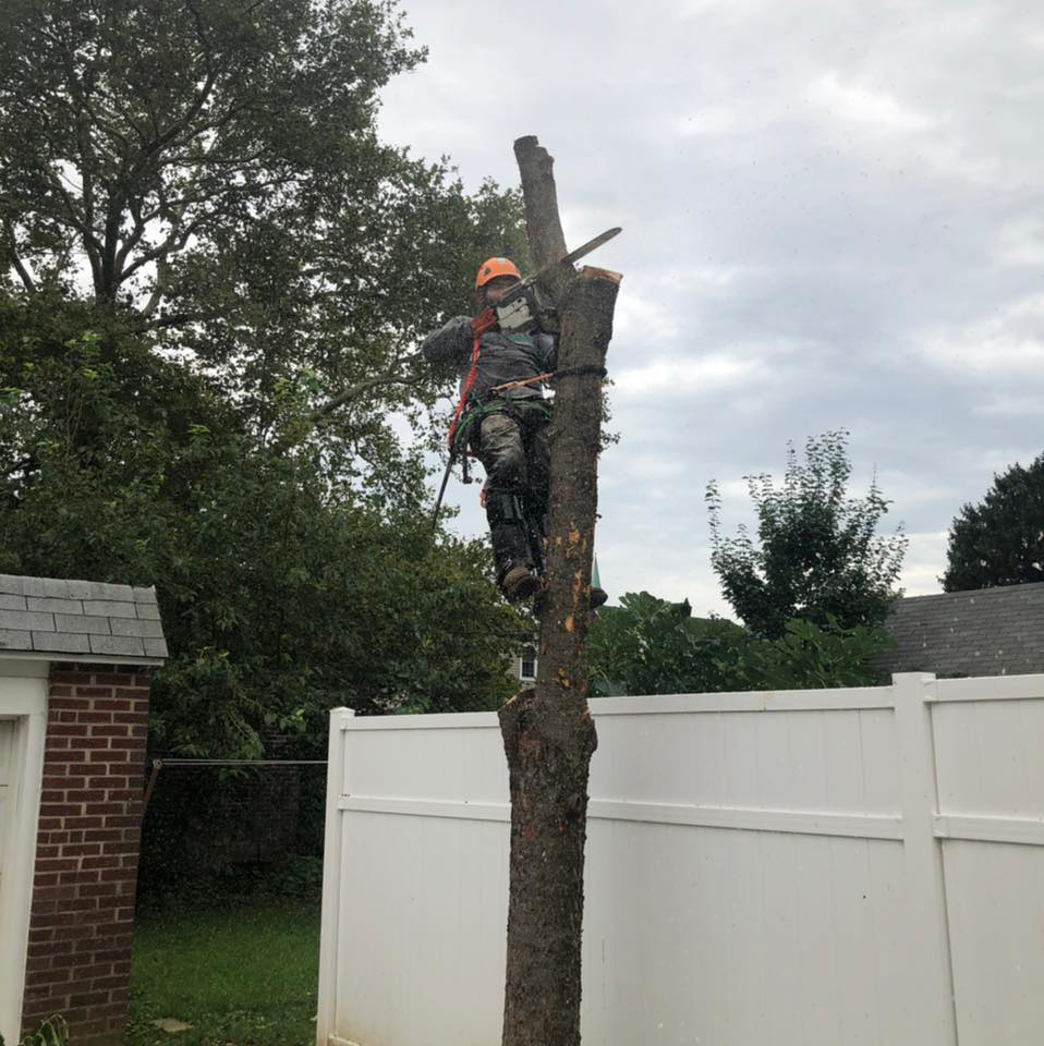 Business queued-photos - Progressive discount tree service