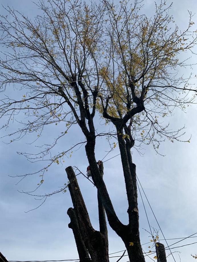 Business queued-photos - Progressive discount tree service