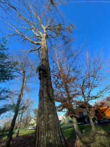 Business queued-photos - Progressive discount tree service