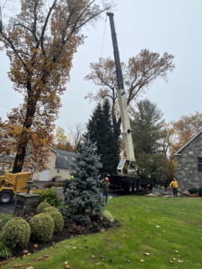 Business queued-photos - Progressive discount tree service