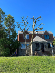 Business queued-photos - Progressive discount tree service