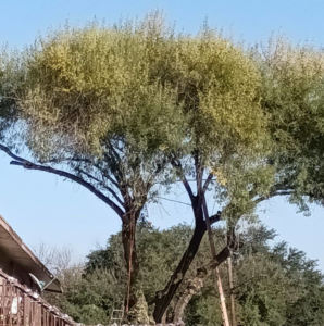 Business queued-photos - Gary’s Tree Service