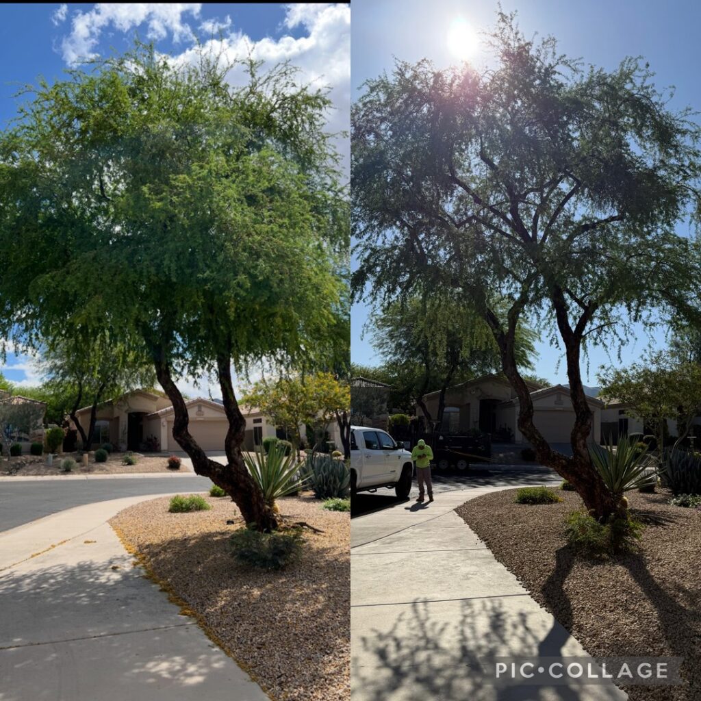 Business queued-photos - Javelina Tree Work