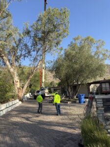 Business queued-photos - Javelina Tree Work