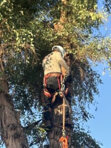 Business queued-photos - Javelina Tree Work