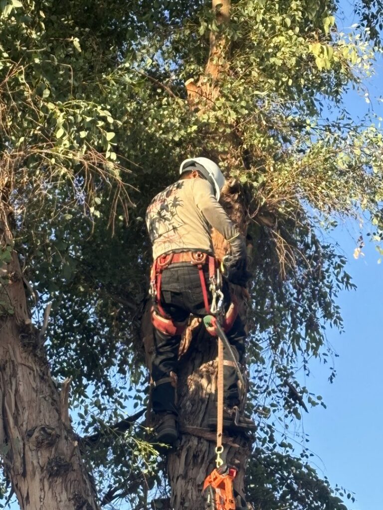 Business queued-photos - Javelina Tree Work