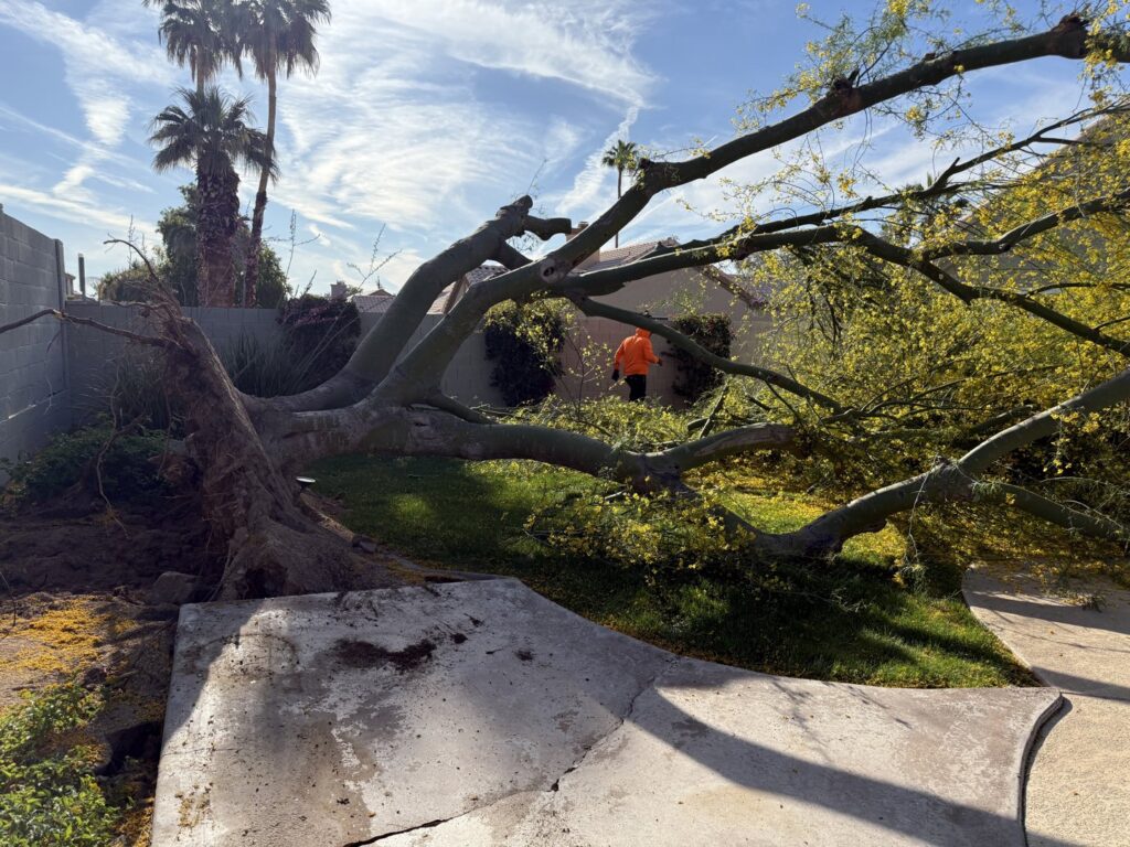Business queued-photos - Javelina Tree Work