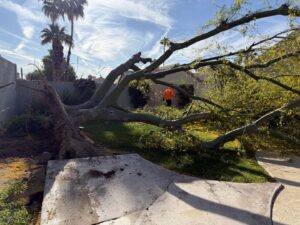 Business queued-photos - Javelina Tree Work