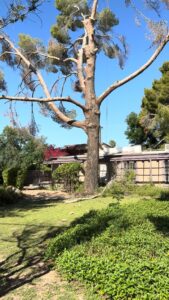 Business queued-photos - Javelina Tree Work