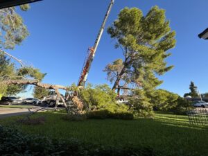 Business queued-photos - Javelina Tree Work