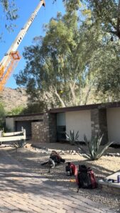 Business queued-photos - Javelina Tree Work