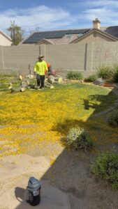 Business queued-photos - Javelina Tree Work