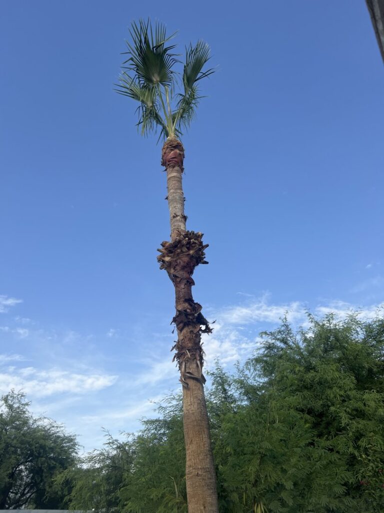 Business queued-photos - Javelina Tree Work