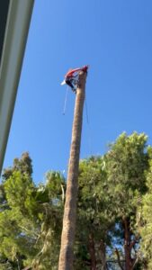 Business queued-photos - Javelina Tree Work