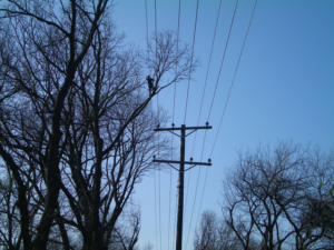 Business queued-photos - Horton Tree Service