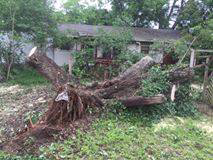 Business queued-photos - Horton Tree Service