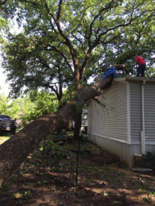 Business queued-photos - Horton Tree Service