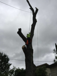 Business queued-photos - Horton Tree Service