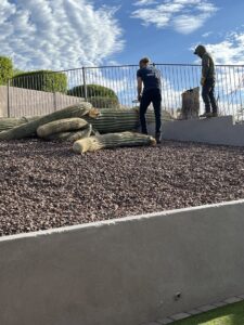 Business queued-photos - The Tree Guy