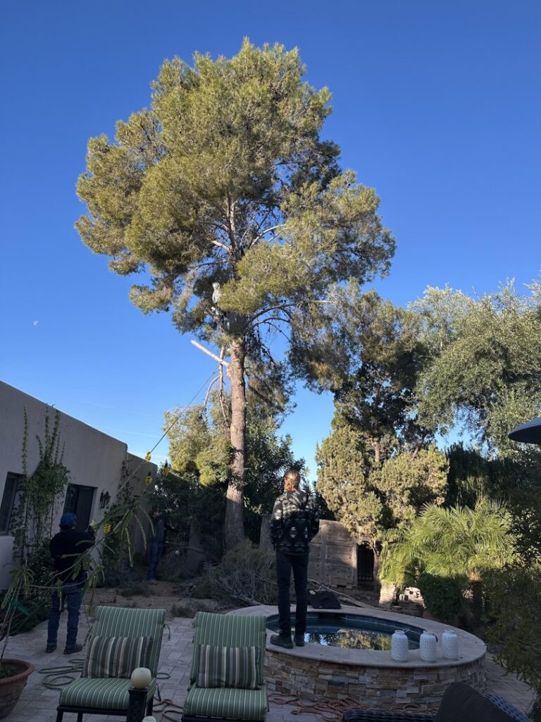 Business queued-photos - The Tree Guy