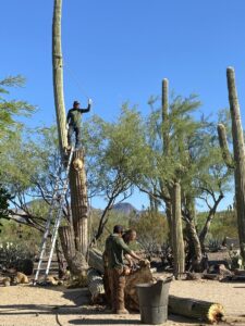 Business queued-photos - The Tree Guy