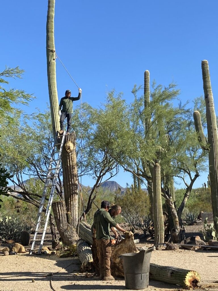 Business queued-photos - The Tree Guy