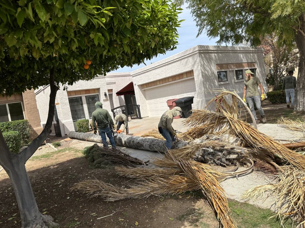 Business queued-photos - The Tree Guy