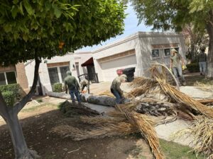 Business queued-photos - The Tree Guy