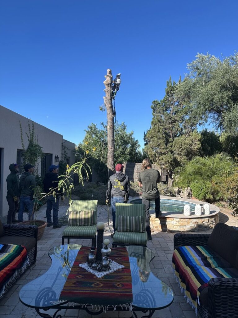 Business queued-photos - The Tree Guy