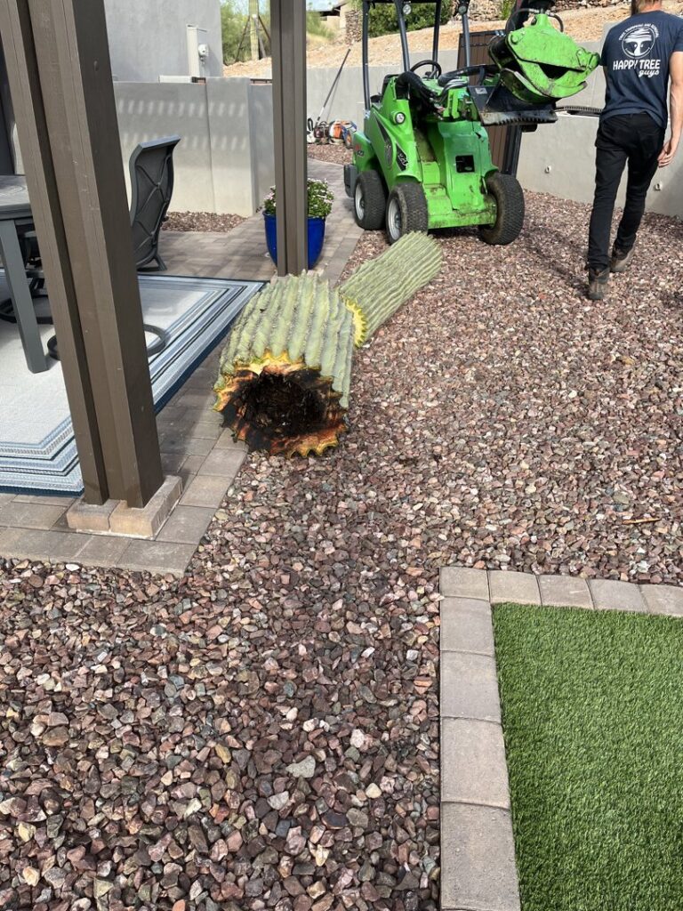 Business queued-photos - The Tree Guy