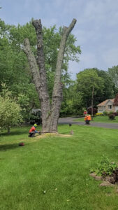 Business queued-photos - Rick’s Expert Tree Service, Inc
