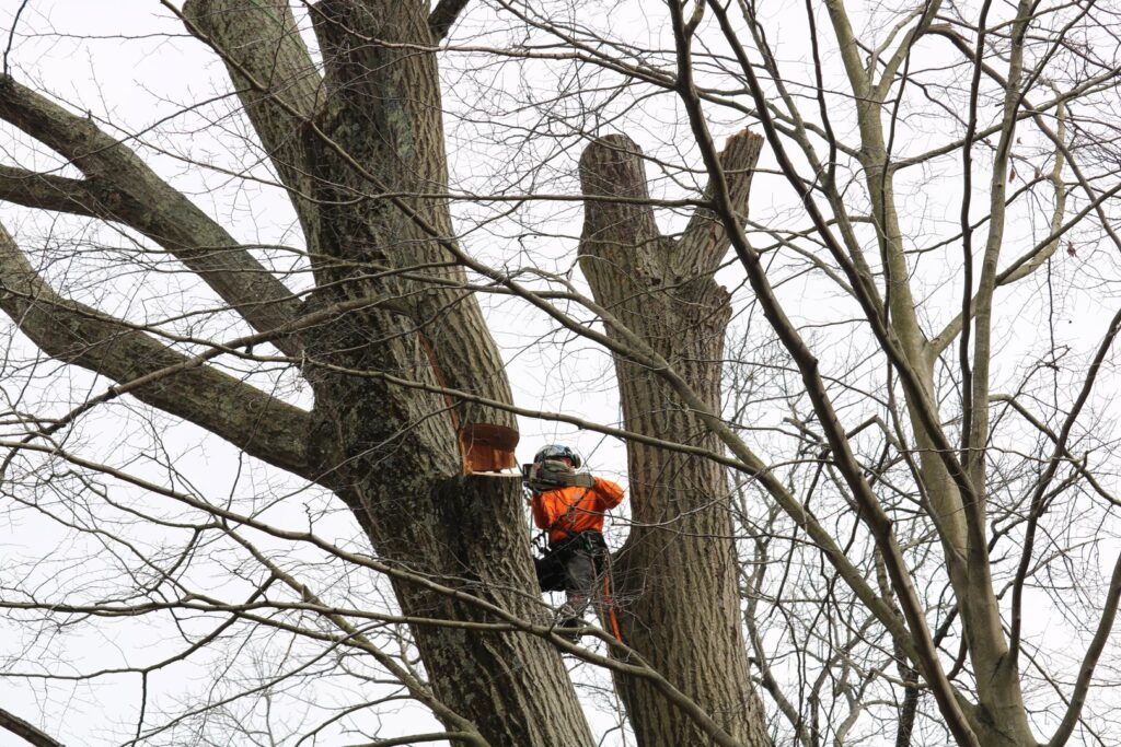 Business queued-photos - Rick’s Expert Tree Service, Inc
