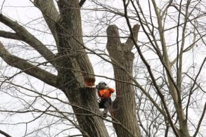 Business queued-photos - Rick’s Expert Tree Service, Inc