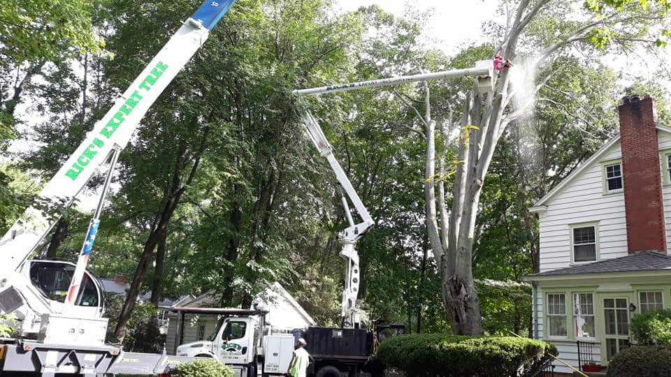 Business queued-photos - Rick’s Expert Tree Service, Inc